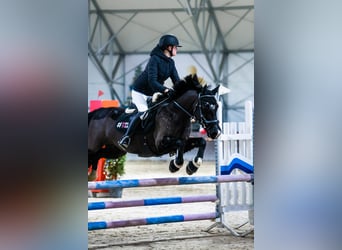 Welsh D (Cob), Mare, 11 years, 14 hh, Black
