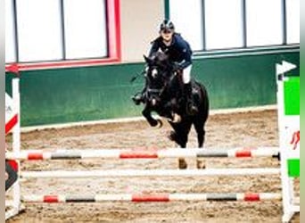 Welsh D (Cob), Mare, 11 years, 14 hh, Black