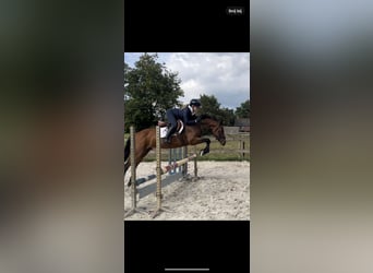 Welsh D (Cob), Mare, 12 years, 14,1 hh, Bay-Dark