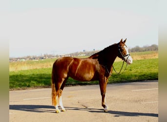 Welsh D (Cob), Mare, 12 years, 14,2 hh, Chestnut-Red