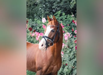 Welsh D (Cob), Mare, 12 years, 14,2 hh, Chestnut-Red