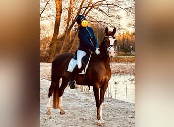 Welsh D (Cob), Mare, 12 years, 14,2 hh, Chestnut-Red