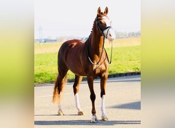 Welsh D (Cob), Mare, 12 years, 14,2 hh, Chestnut-Red