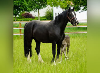 Welsh D (Cob), Mare, 12 years, 14.3 hh, Black