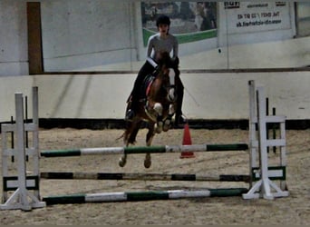 Welsh D (Cob), Mare, 13 years, 13.2 hh, Chestnut