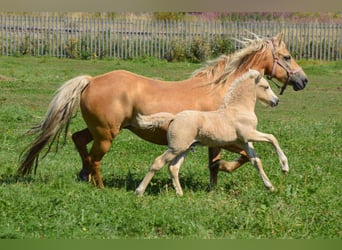 Welsh D (Cob), Mare, 13 years, 15 hh, Palomino