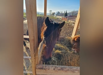 Welsh D (Cob) Mix, Mare, 14 years, 13,1 hh, Pinto