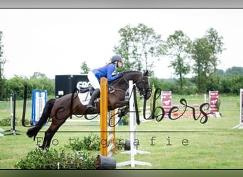 Welsh D (Cob), Mare, 14 years, 14,2 hh, Black