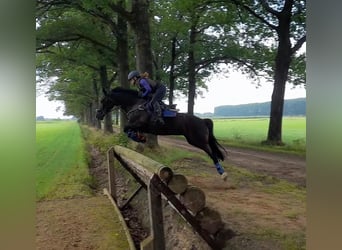 Welsh D (Cob), Mare, 14 years, 14,2 hh, Black