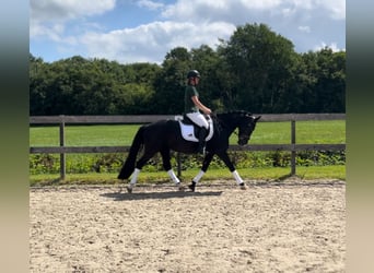 Welsh D (Cob), Mare, 14 years, 14,2 hh, Black