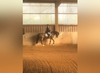 Welsh D (Cob), Mare, 14 years, 14,2 hh, Dun