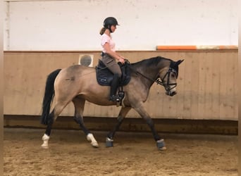 Welsh D (Cob), Mare, 14 years, 14,2 hh, Dun