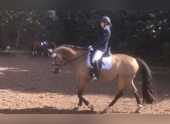 Welsh D (Cob), Mare, 14 years, 14,2 hh, Dun