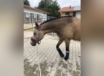 Welsh D (Cob), Mare, 14 years, 14,2 hh, Dun