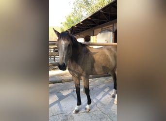 Welsh D (Cob), Mare, 14 years, 14,2 hh, Dun