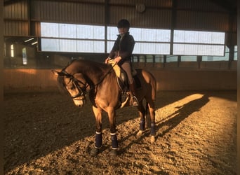 Welsh D (Cob), Mare, 14 years, 14,2 hh, Dun