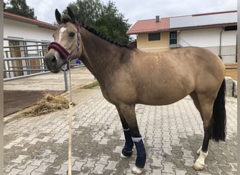 Welsh D (Cob), Mare, 14 years, 14,2 hh, Dun