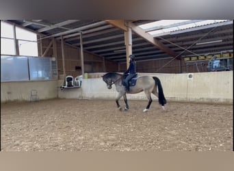 Welsh D (Cob), Mare, 14 years, 14,2 hh, Dun