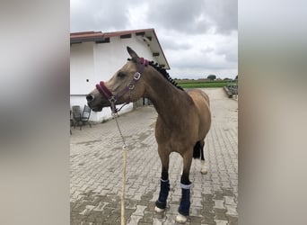 Welsh D (Cob), Mare, 14 years, 14,2 hh, Dun