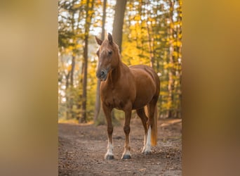 Welsh D (Cob), Mare, 14 years, 14 hh, Chestnut-Red