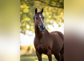 Welsh D (Cob), Mare, 18 years, 13,3 hh, Brown