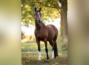 Welsh D (Cob), Mare, 18 years, 13,3 hh, Brown