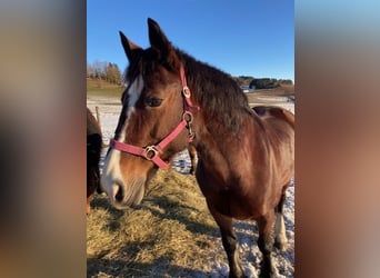 Welsh D (Cob), Mare, 18 years, 14,2 hh, Brown