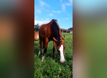 Welsh D (Cob), Mare, 18 years, 14 hh, Brown