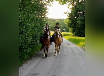 Welsh D (Cob), Mare, 18 years, 14 hh, Brown