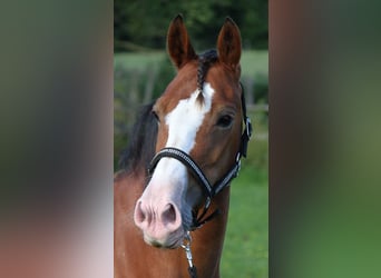 Welsh D (Cob), Mare, 18 years, 14 hh, Brown