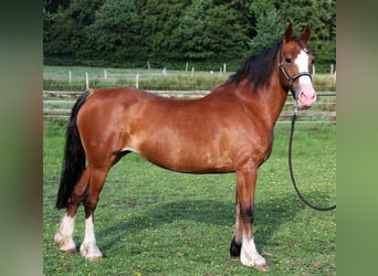 Welsh D (Cob), Mare, 18 years, 14 hh, Brown