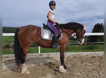 Welsh D (Cob), Mare, 18 years, 14 hh, Brown