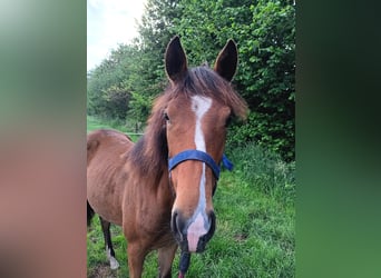 Welsh D (Cob) Mix, Mare, 1 year, 13.2 hh, Bay-Dark