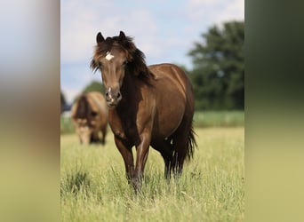 Welsh D (Cob), Mare, 1 year, 13.2 hh, Dunalino