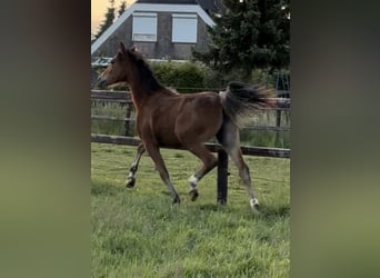 Welsh D (Cob), Mare, 1 year, 14.1 hh, Bay-Dark