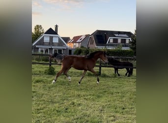 Welsh D (Cob), Mare, 1 year, 14.1 hh, Bay-Dark