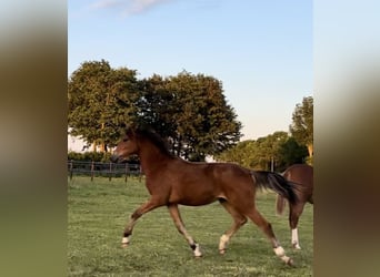 Welsh D (Cob), Mare, 1 year, 14.1 hh, Bay-Dark