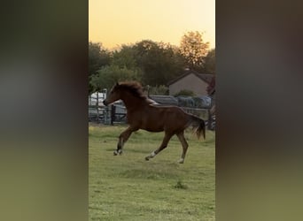 Welsh D (Cob), Mare, 1 year, 14.1 hh, Bay-Dark