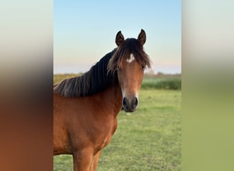 Welsh D (Cob), Mare, 1 year, 14.1 hh, Bay-Dark