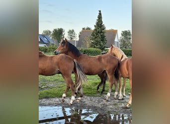 Welsh D (Cob), Mare, 1 year, 14.1 hh, Bay-Dark