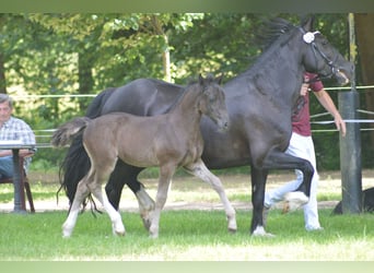 Welsh D (Cob), Mare, 1 year, Black