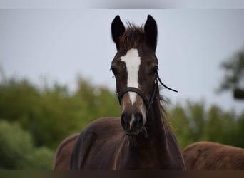 Welsh D (Cob), Mare, 1 year