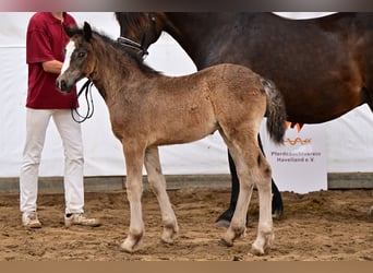 Welsh D (Cob), Mare, 1 year