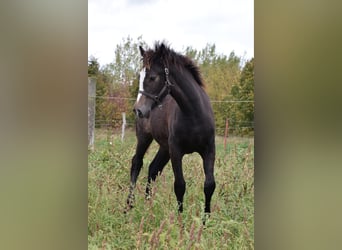 Welsh D (Cob), Mare, 1 year