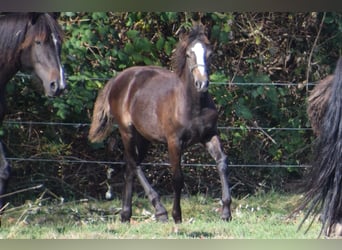 Welsh D (Cob), Mare, 1 year