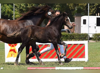 Welsh D (Cob), Mare, 1 year