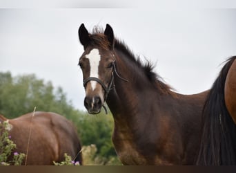 Welsh D (Cob), Mare, 1 year