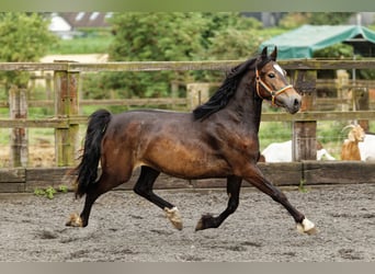 Welsh D (Cob), Mare, 2 years, 14,2 hh, Brown