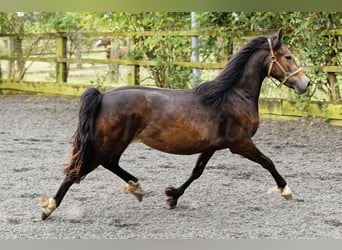 Welsh D (Cob), Mare, 2 years, 14,2 hh, Brown