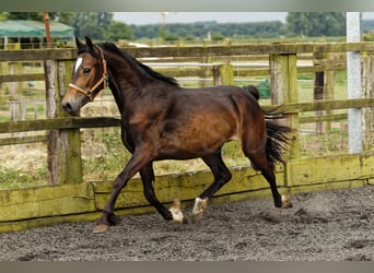 Welsh D (Cob), Mare, 2 years, 14,2 hh, Brown